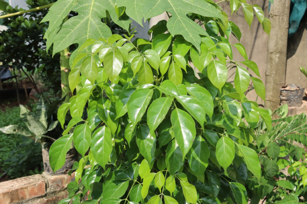 Hạnh Phúc 2