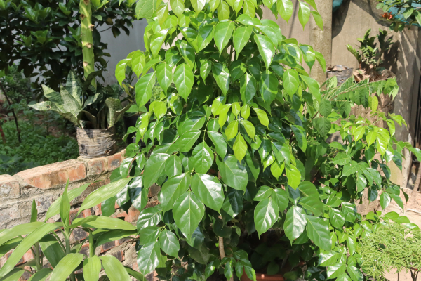 Hạnh Phúc 1