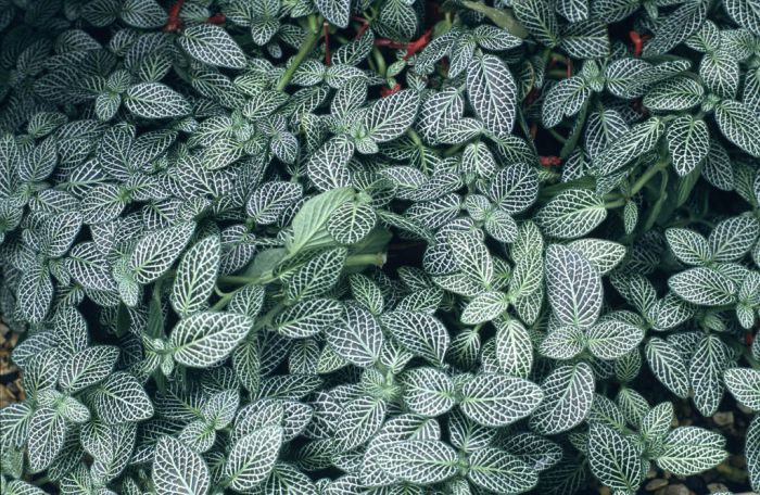 Fittonia Albivenis Verschaffeltii Group