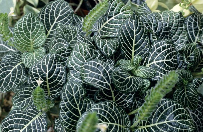 Fittonia Albivenis Argyroneura Group