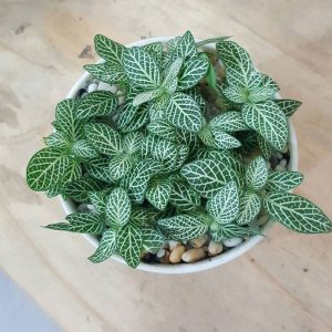 Cây cẩm nhung để bàn trang trí