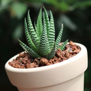 Cây sen đá móng rồng