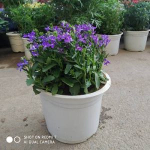 Hoa Lobelia – Hoa Thuý Điệp
