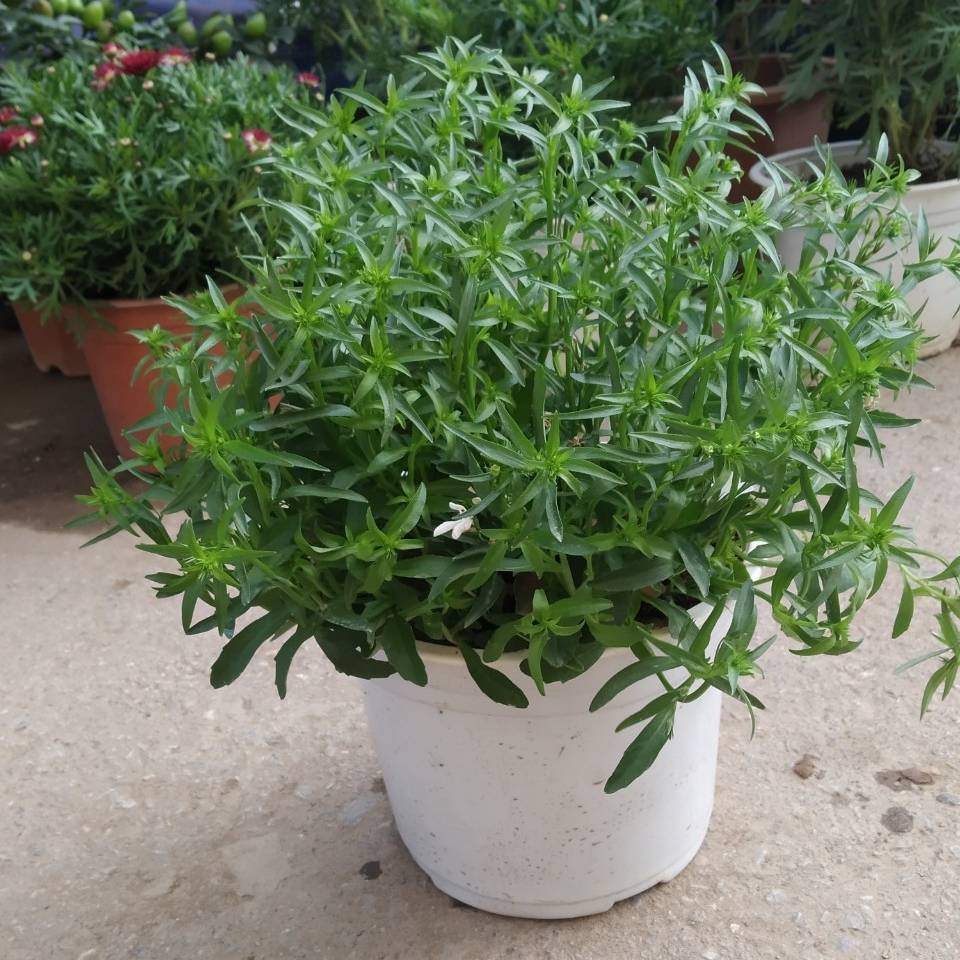 Hình ảnh hoa Lobelia 