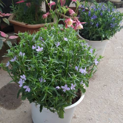 Hoa lobelia rất sai hoa