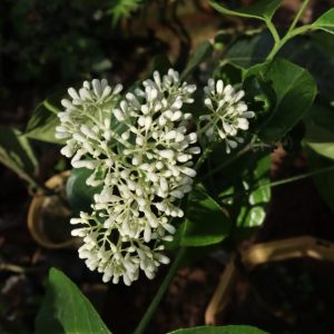 🌿Cây giống húng vịt (chanh chó, thái gấu, húng rừng, …)