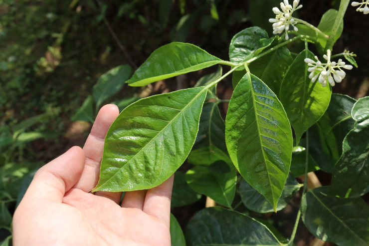 Húng Vịt 2