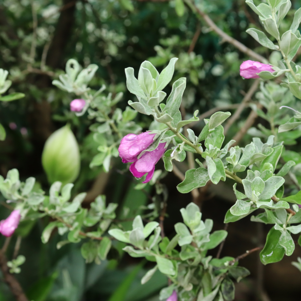 Tuyết Sơn Phi Hồng 4