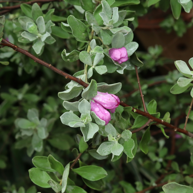 Tuyết Sơn Phi Hồng 3