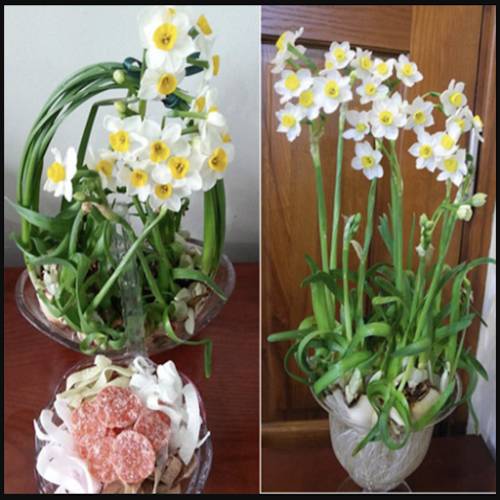 Hoa thủy tiên được bày trí làm cây nội thất trong nhà