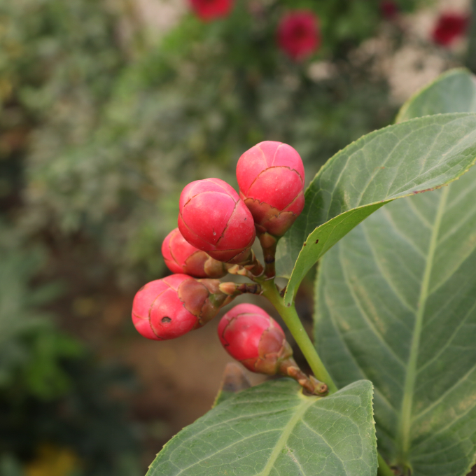 Hải đường 4