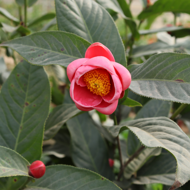 Hải đường 1