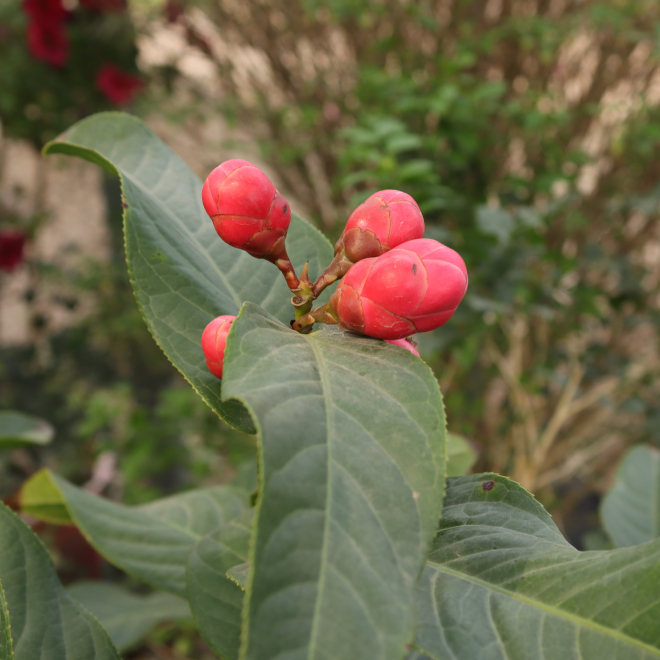 Hải đường 3