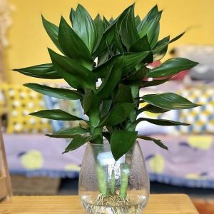 Cây phát tài phát lộc – cây mang nhiều ý nghĩa phong thủy