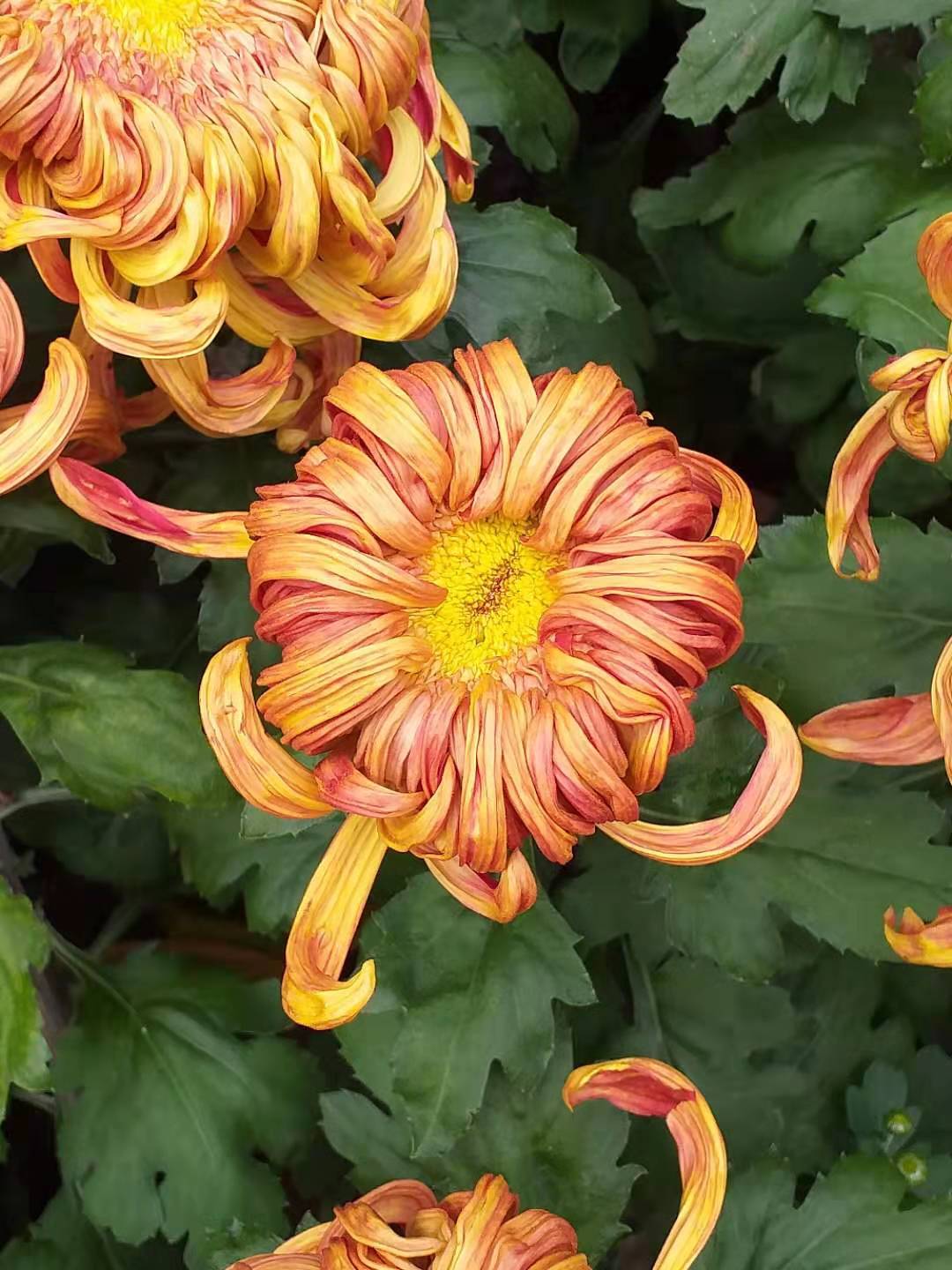 菊花 20190929085348 03