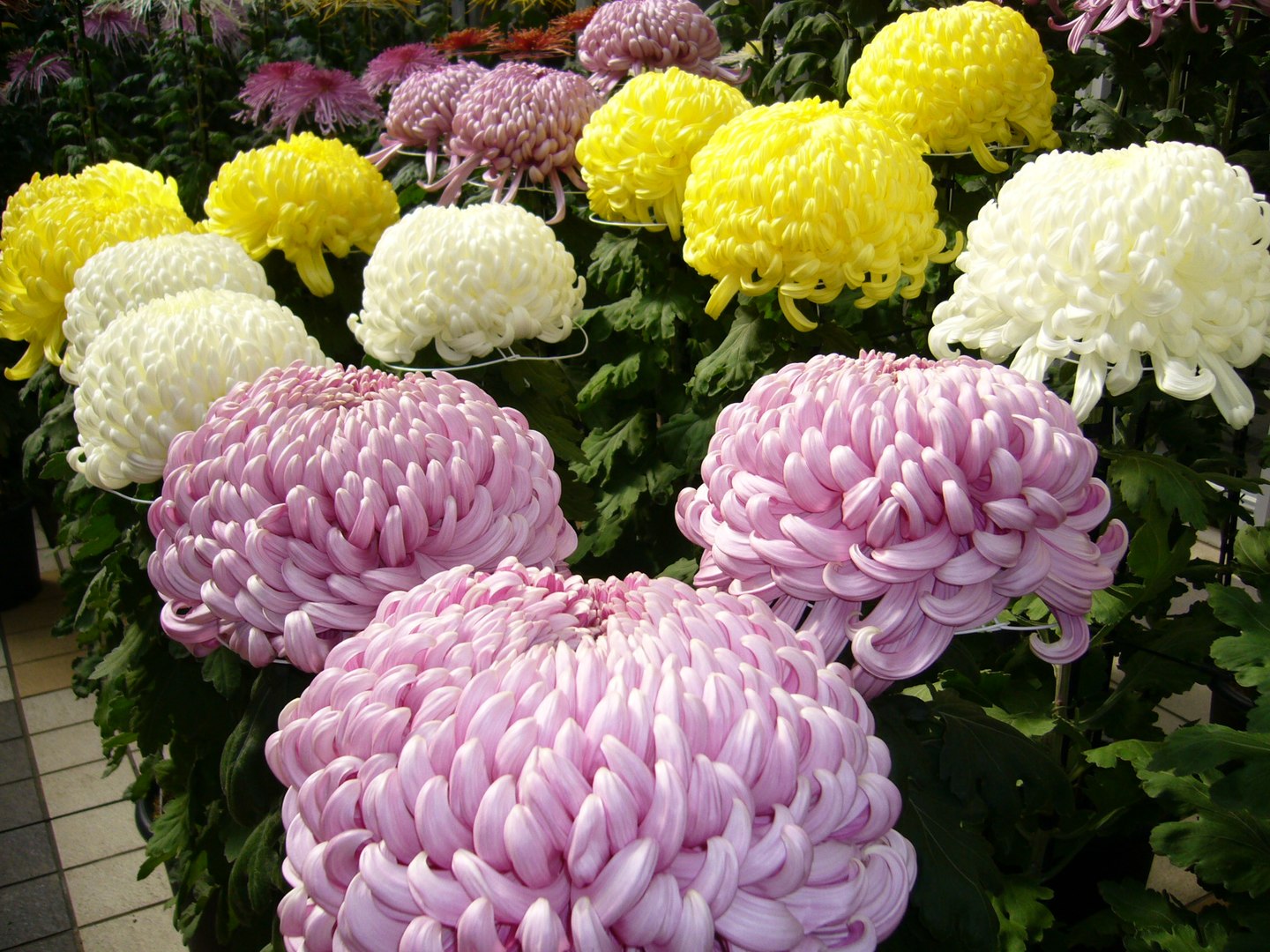 1440px Chrysanthemumkikukatori Cityjapan