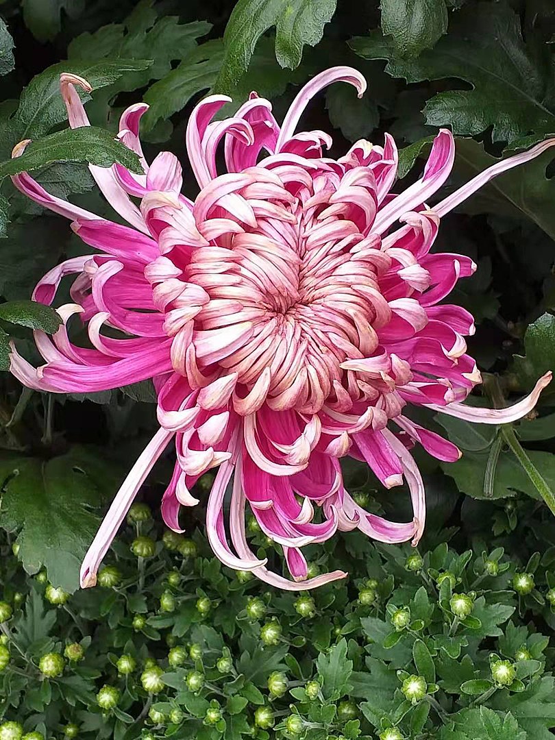 810px 菊花 20190929085348 06
