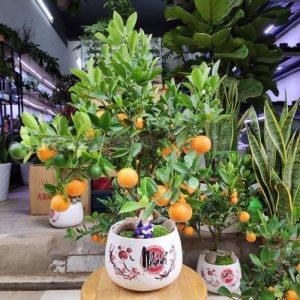 Ý nghĩa của cây quất ngày Tết – Cách chăm sóc cây quất xanh tươi quả đẹp