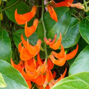 Hoa cảnh móng cọp đỏ