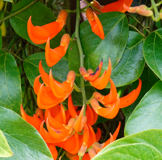 Móng Cọp đỏ 2