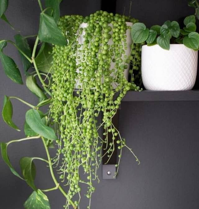 Cây nội thất hạt ngọc