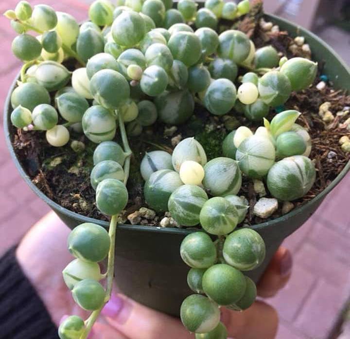 Hình ảnh cây hạt ngọc