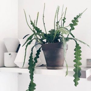Hoa nhật quỳnh xương cá