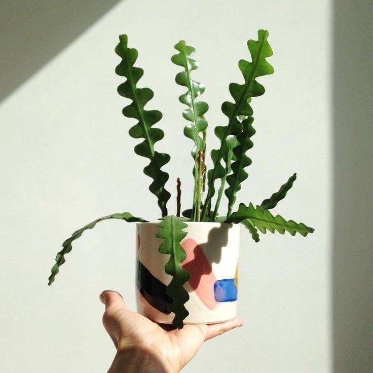 Chậu cây quỳnh xương cá