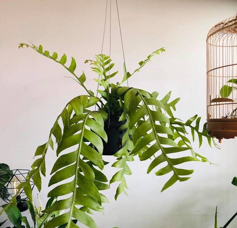 Cây quỳnh xương cá