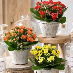 Bán hoa sống đời kép – giá rẻ phù hợp với mọi nhà