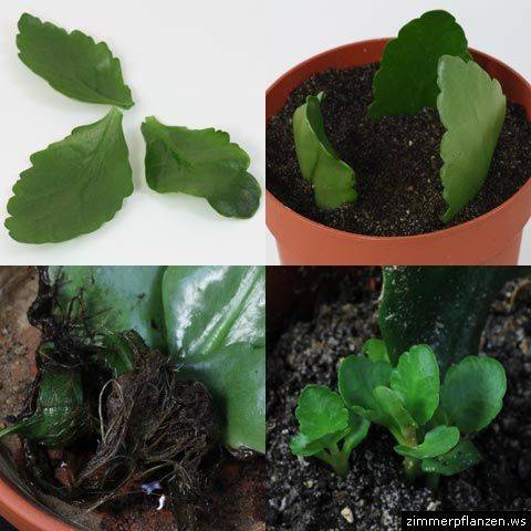 Cách trồng hoa sống đời kép