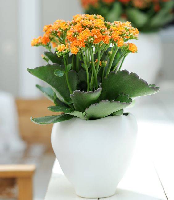 Chậu hoa sống đời kép