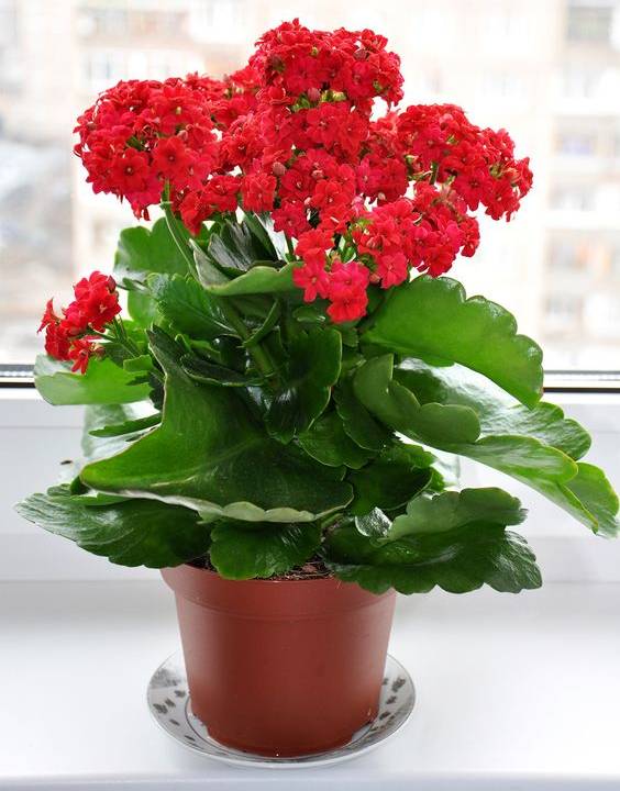 Hoa sống đời kép màu đỏ