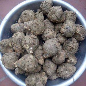 Củ nghệ cô đơn (nghệ độc thân)