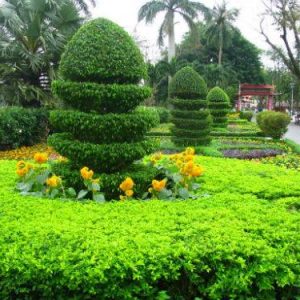 Cây hoa chuỗi ngọc vàng