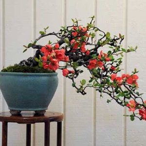 Cây giống hoa mai đỏ