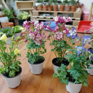 Chậu hoa bồ câu