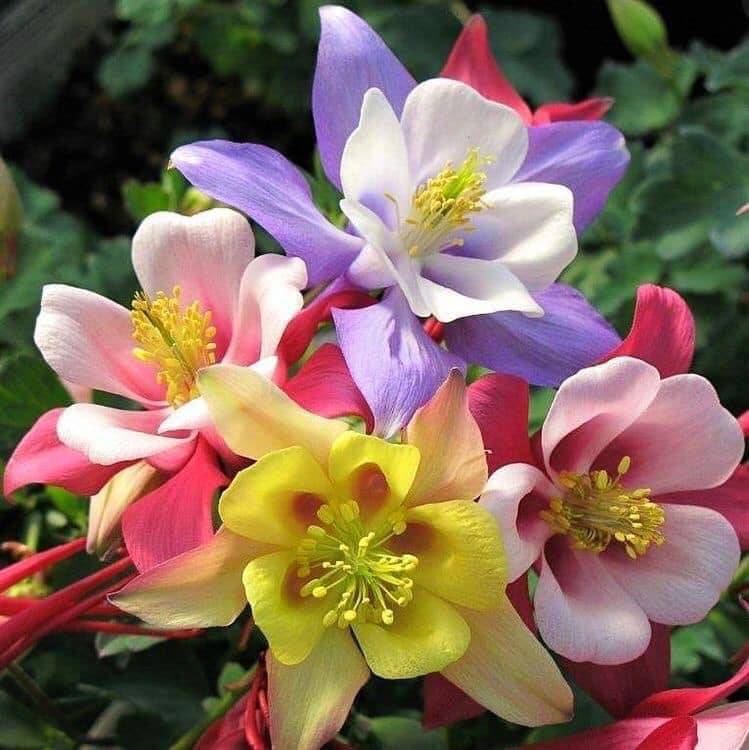 Hoa bồ câu