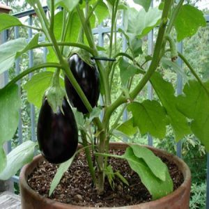 Cây giống cà tím