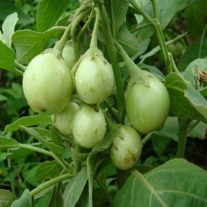 Cây giống cà pháo