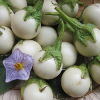 Quả cà pháo trắng