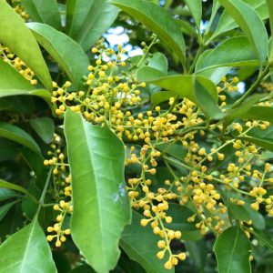 Cây giống hoa ngâu làm cảnh (ngâu Tàu)