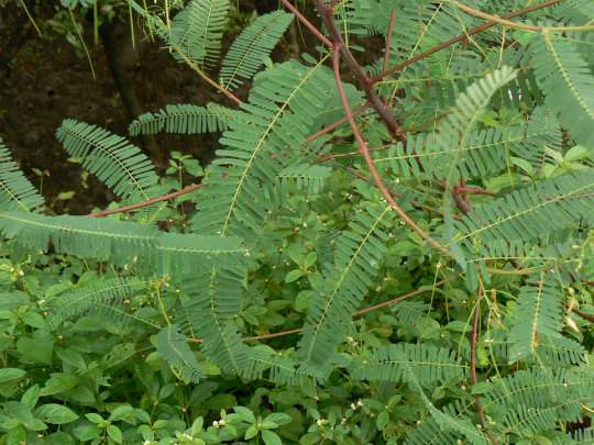 Điền Thanh 5