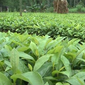Hạt giống cây mỡ