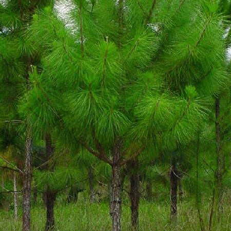 Cây thông caribe có giá trị kinh tế cao
