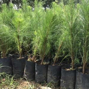 Hạt giống cây giống thông caribe