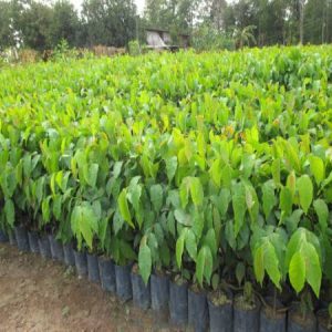 Hạt giống cây giống cây sao đen