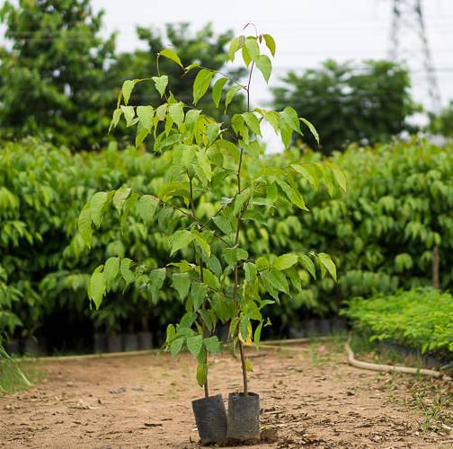 Sao đen cây giống