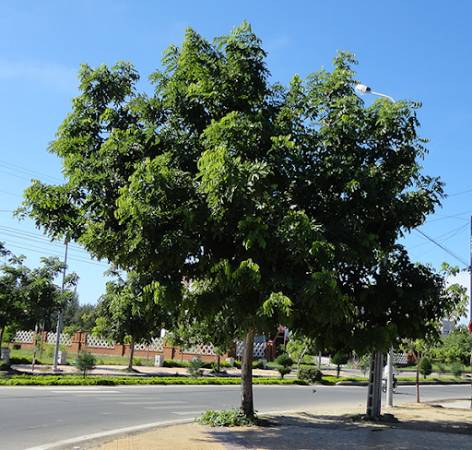 Sao đen trồng tạo cảnh quan