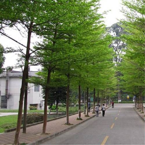 Bàng Đài Loan có ứng dụng nhiều trong cảnh quan